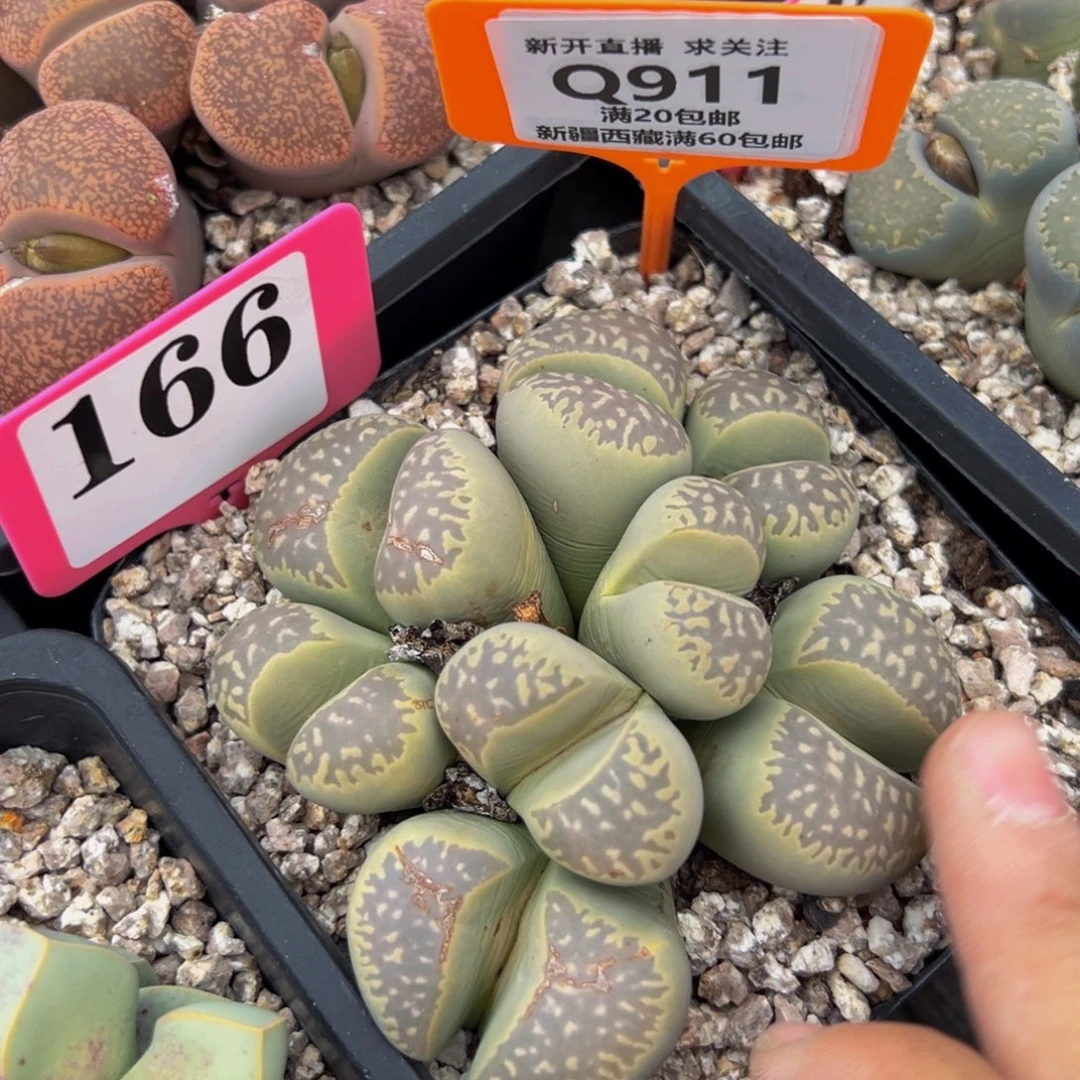 911 一物一拍，默认有伤，介意勿拍，不退不换