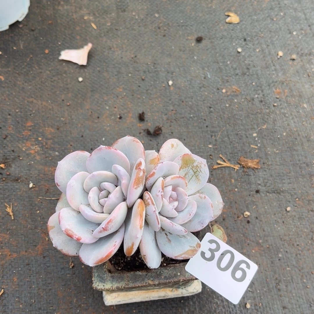 我***吗306号新疆西藏内蒙古不包邮