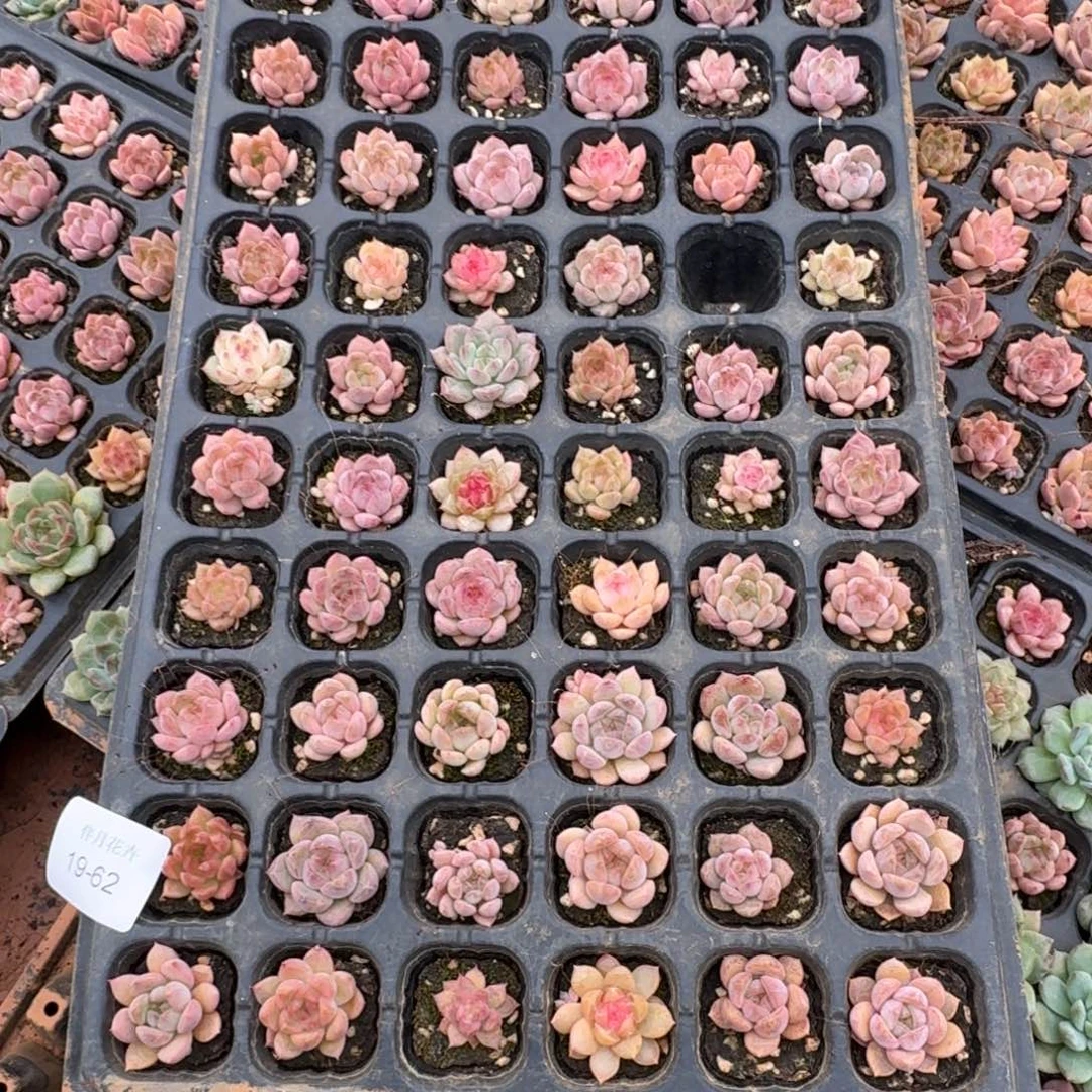 19-62未选育珍妮穴盘一盘量拍19-62（下播福利）侧门右四