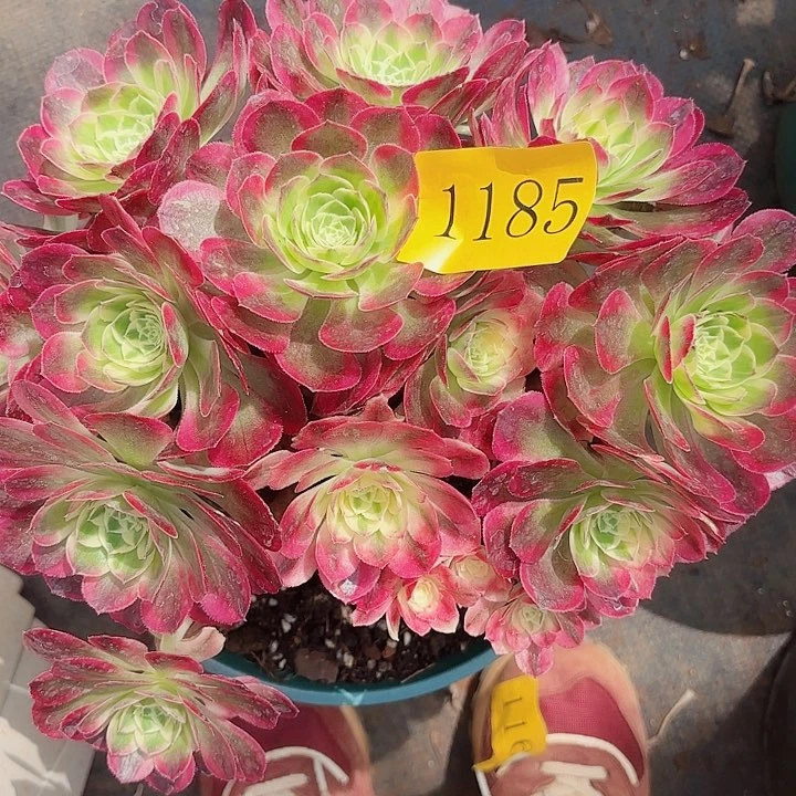 多肉植物福利1185