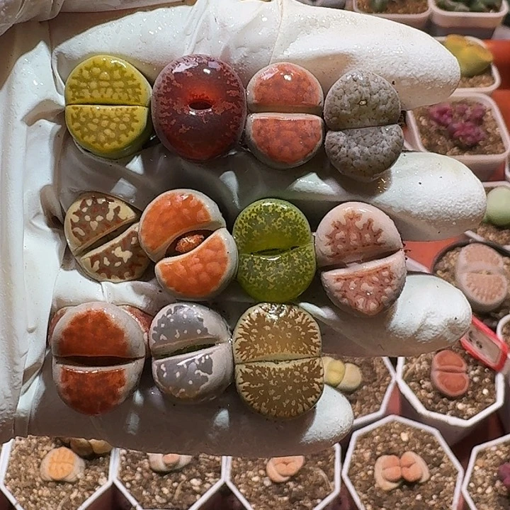 生石花2333:/。  212