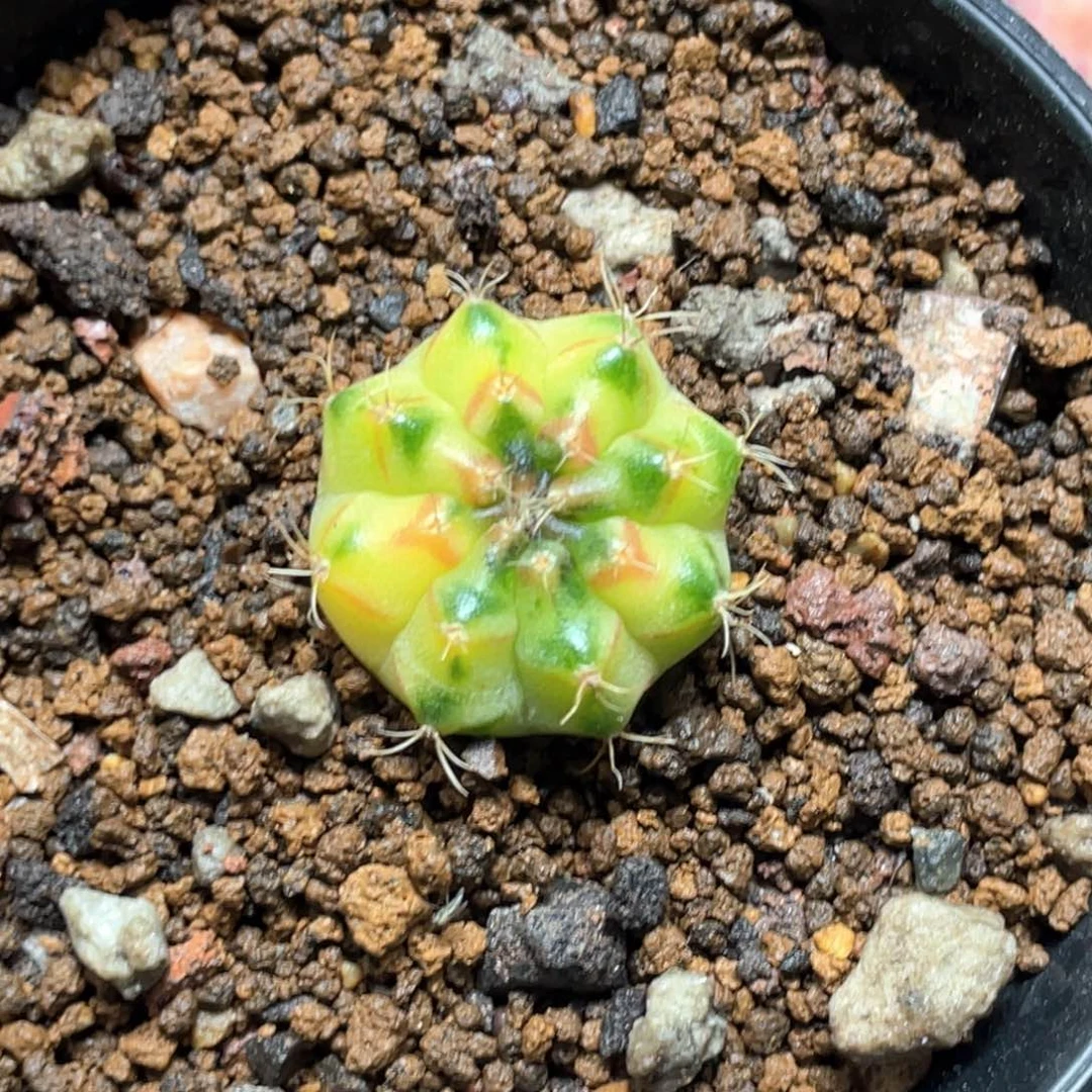 当前无花朵，栽培后可花朵绿袖子