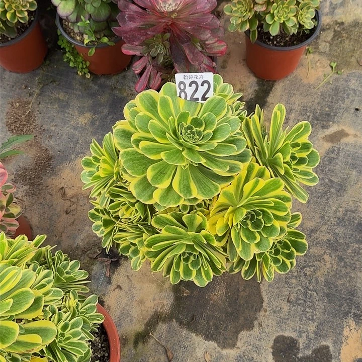 0000000000000000822芳华