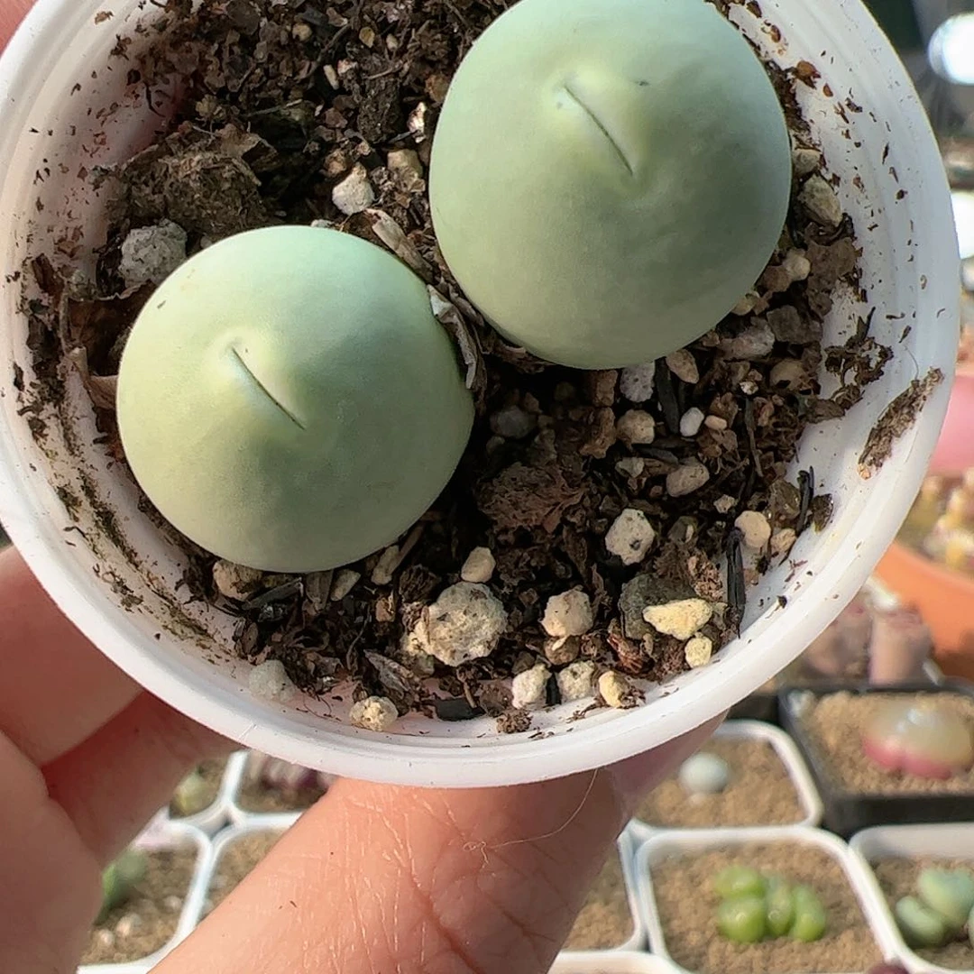 【闪购商品】96 鸽子蛋