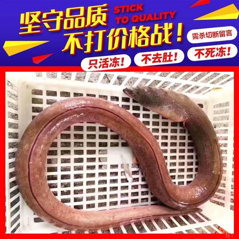 新鲜海钓特大号土龙鲜活现杀土龙段杜龙野生深海鳗鱼青鳗海鳝冰鲜
