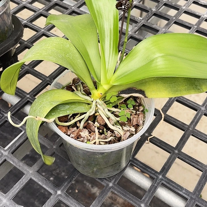 全部花苞盾交象形文字瑕疵福利不售后