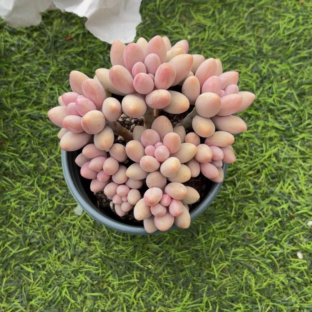 敬*粉色恋人，多肉植物