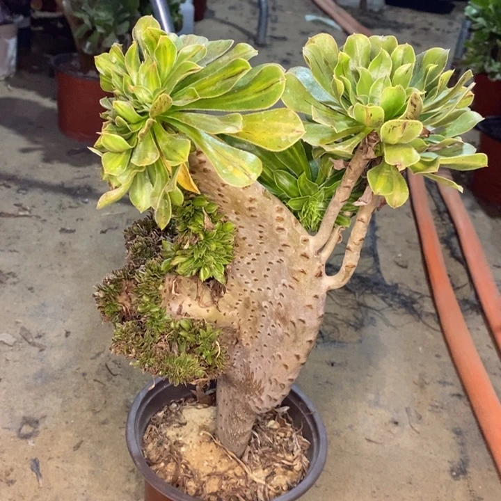 碧螺春缀多肉植物34