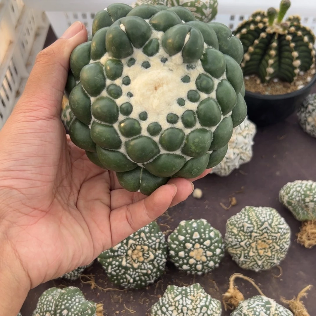 奥*曼021号无刺象牙仙人球