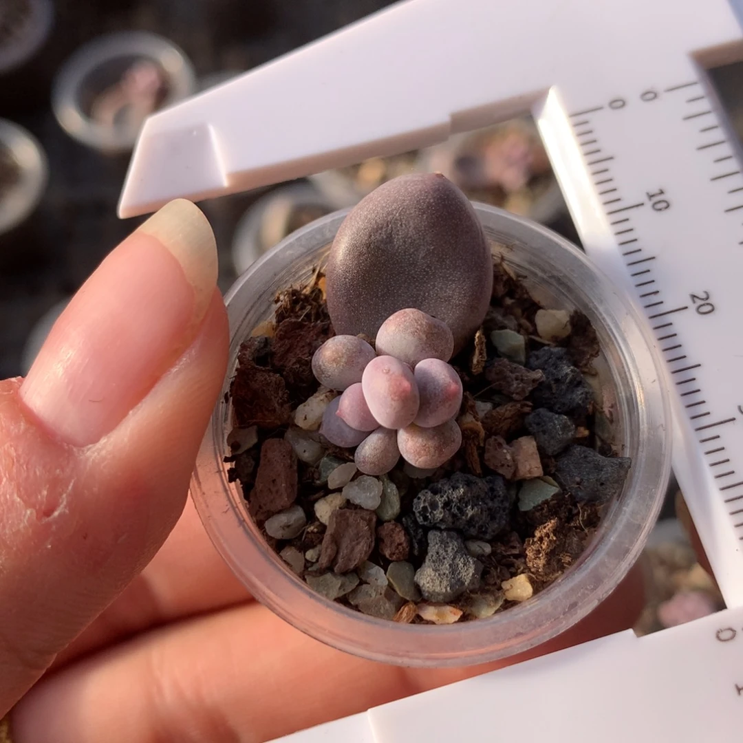 韩国彩虹奶叶插苗多肉