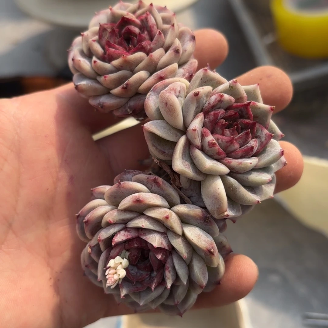 布羞的天鹅绒上陶盆