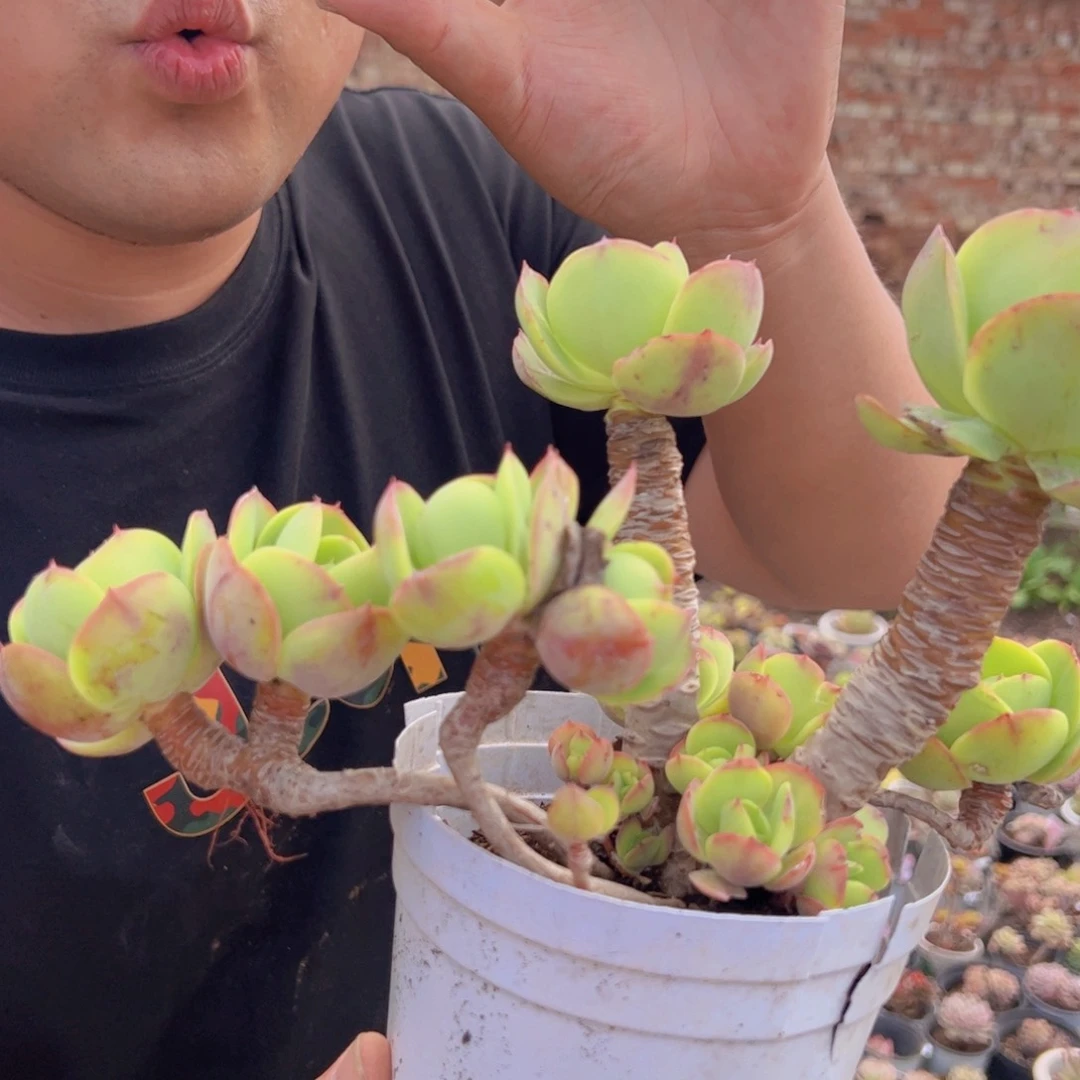 桃花石整装整群老桩