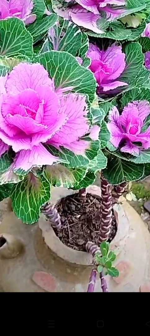 鲁西露30粒（会有变异）