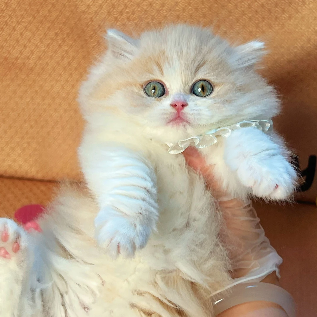 泡芙—乳白米怒特小体宠物活体成交链接（悠米家）