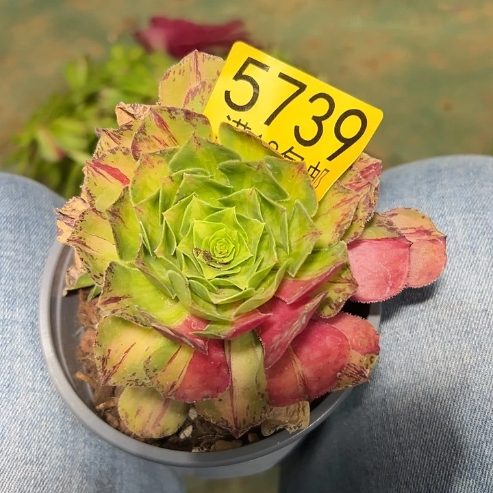 739 知否多肉法师锦