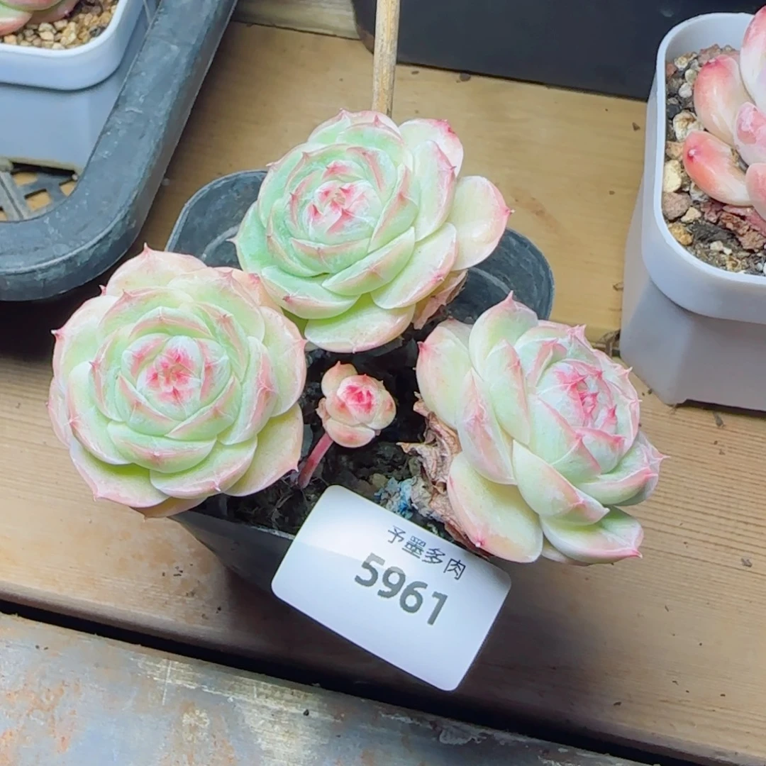 长杆白芷，5961多肉植物