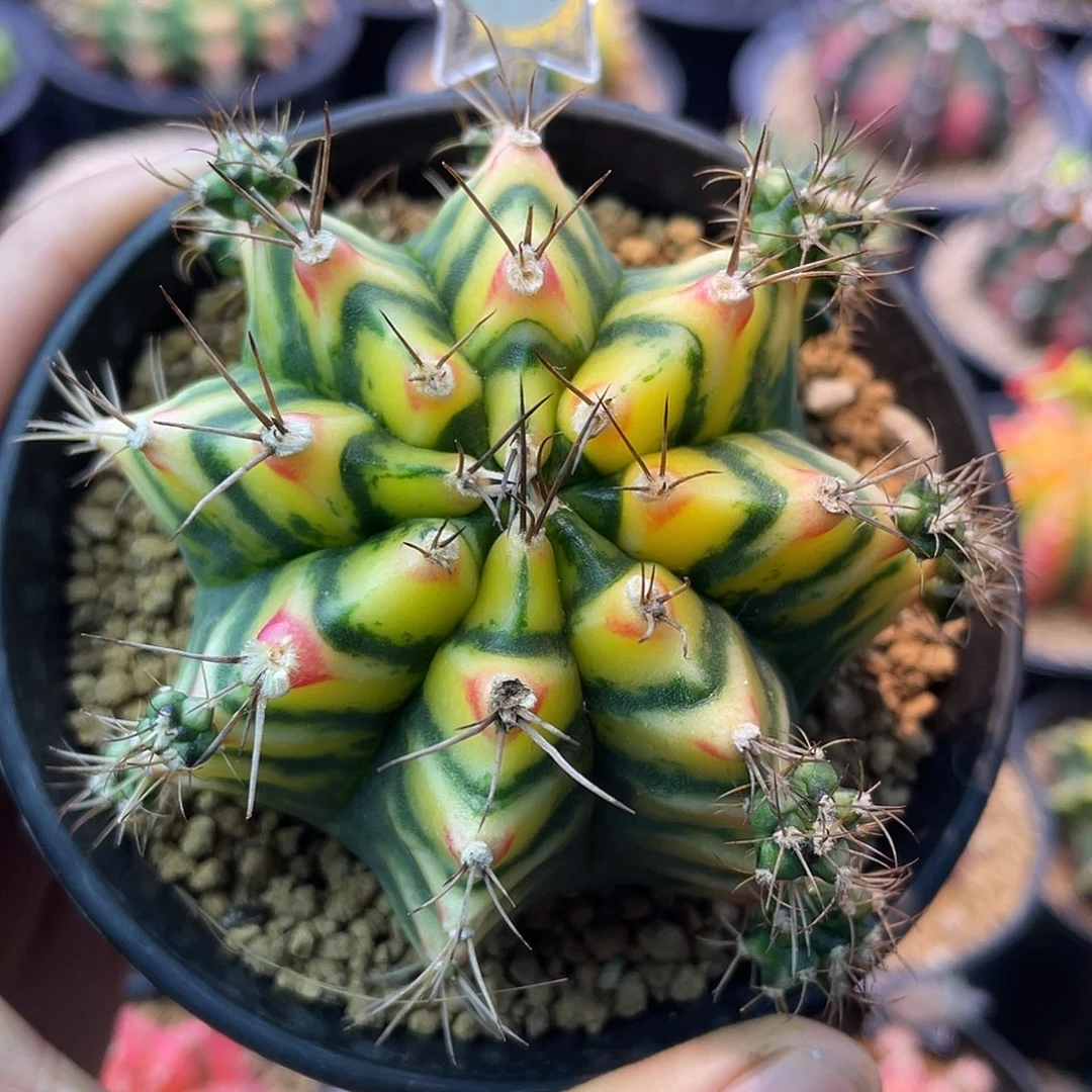 1-241米哈锦花田7.1厘米