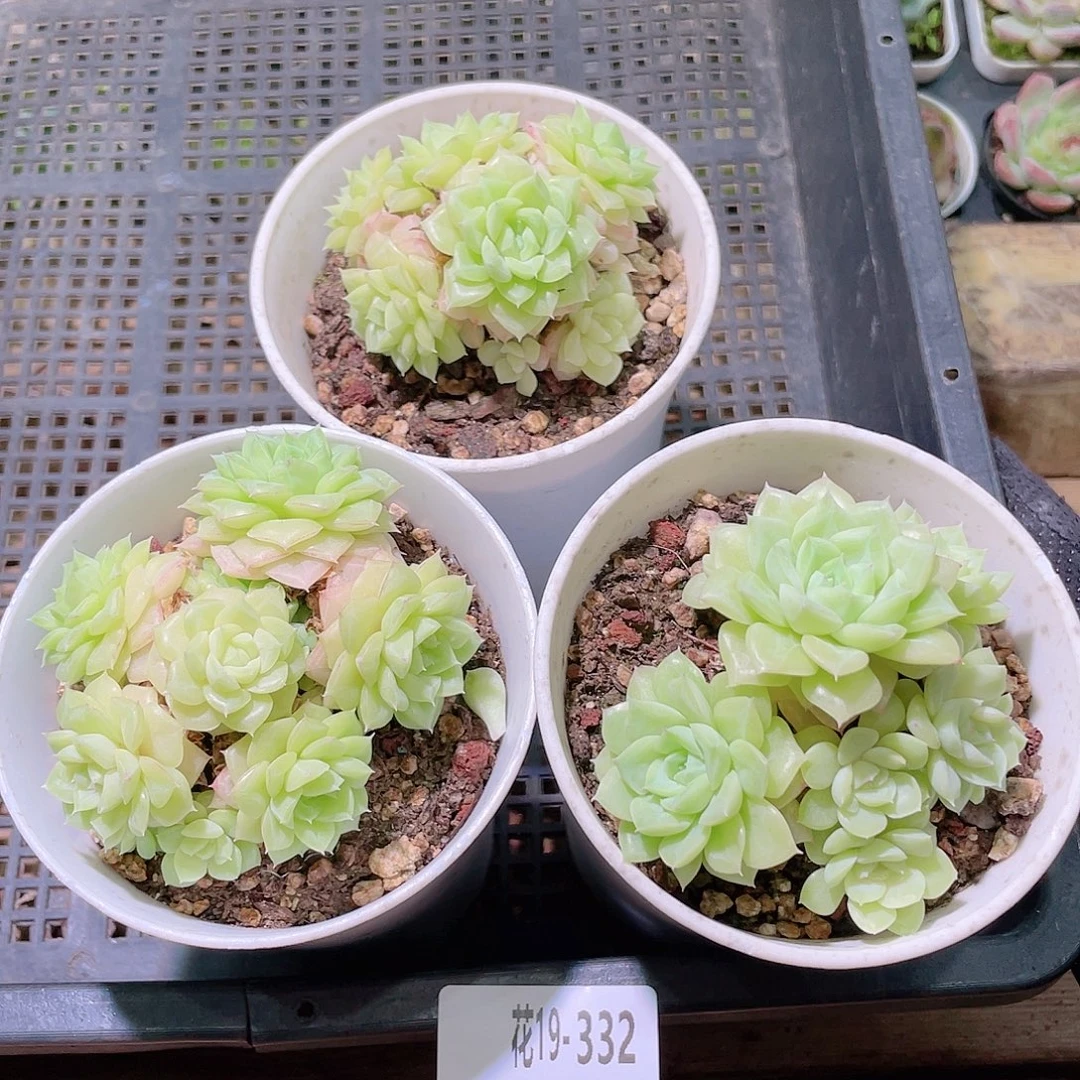 花利美19-332白天鹅3颗