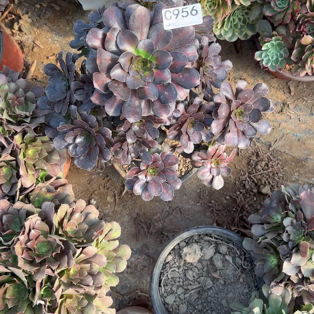 956晚霞多肉植物法师多肉植物