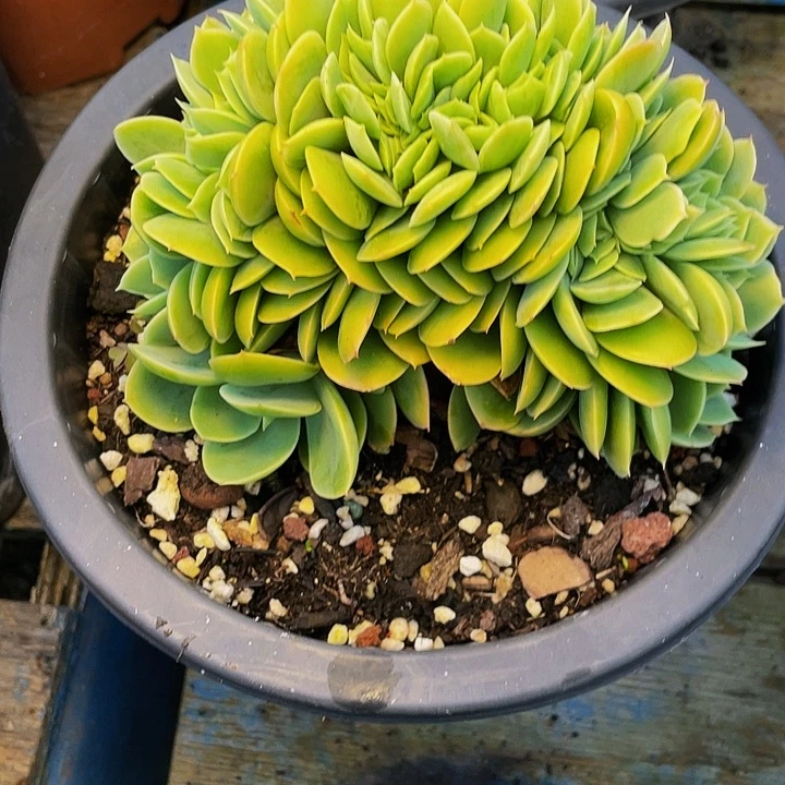 作***虎多肉植物多肉鑫那塔