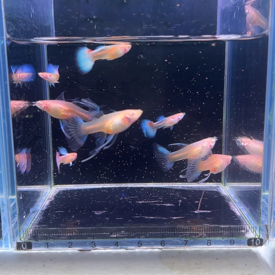 孔雀鱼蓝白缎带4对