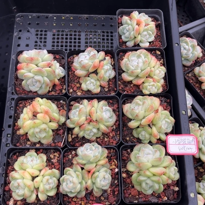 小***肉冰玉多肉七方盆一组