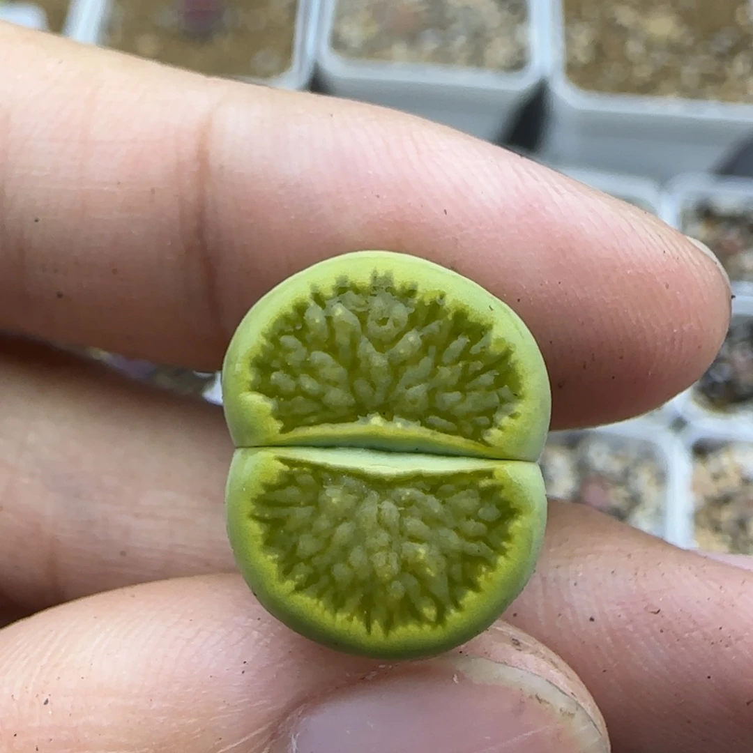 670绿菊清框福利30包邮