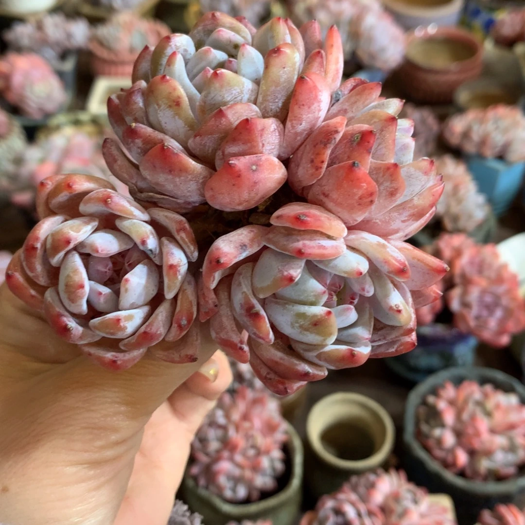 哈哈哈哈哈哈哈哈石榴籽