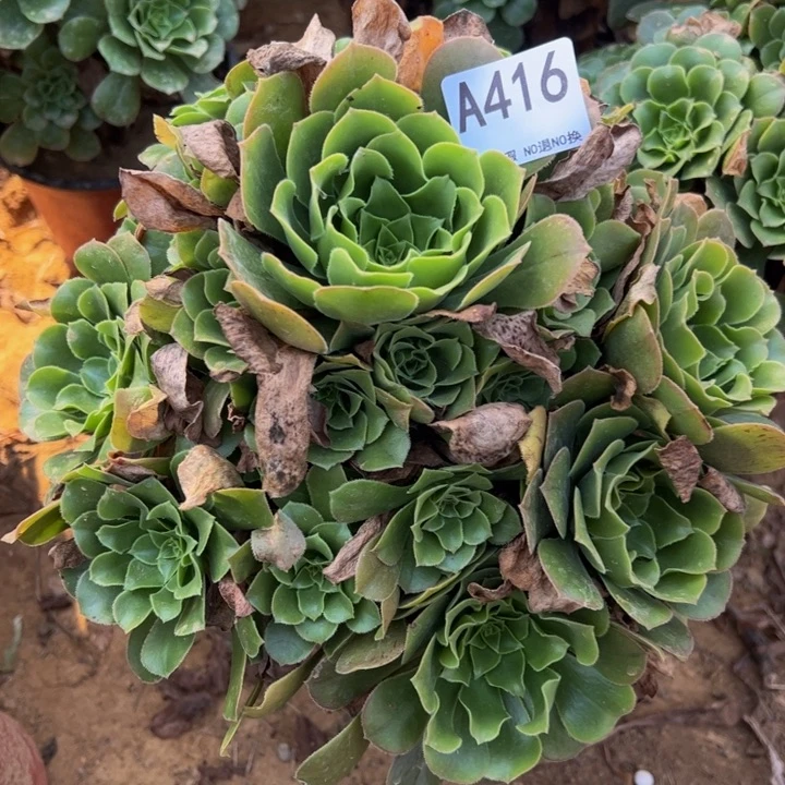 绿杨蓉多肉植物416.