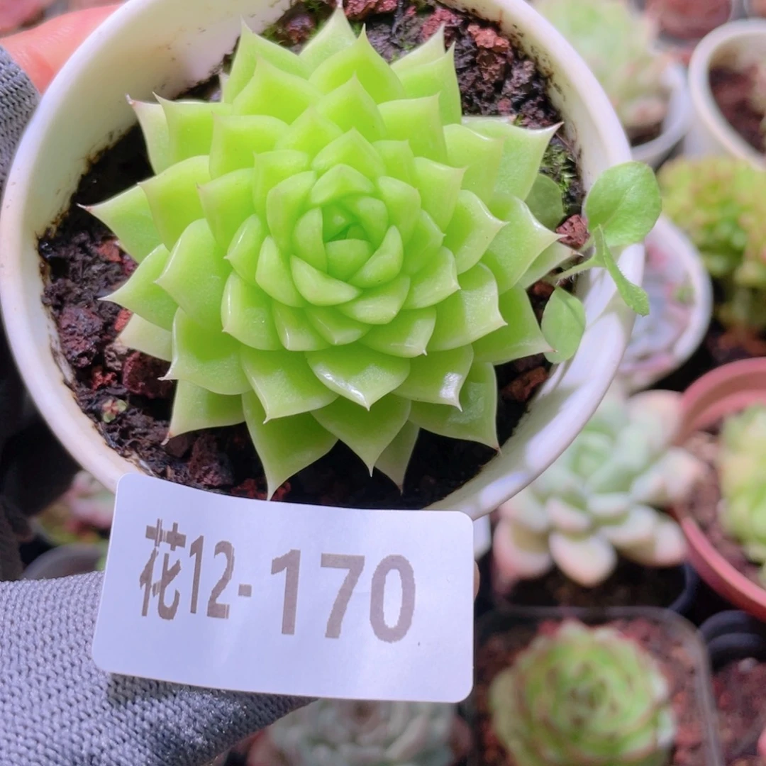 花利美12-170麦秆
