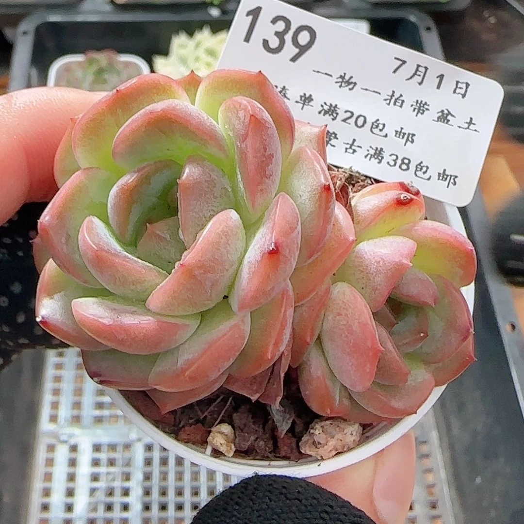 多肉0701-139福利糖心