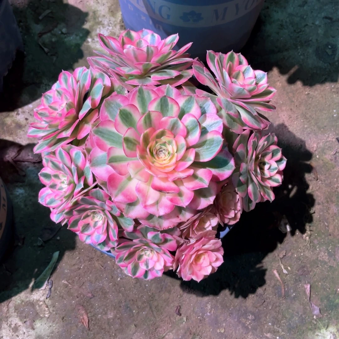 多肉植物倾城804