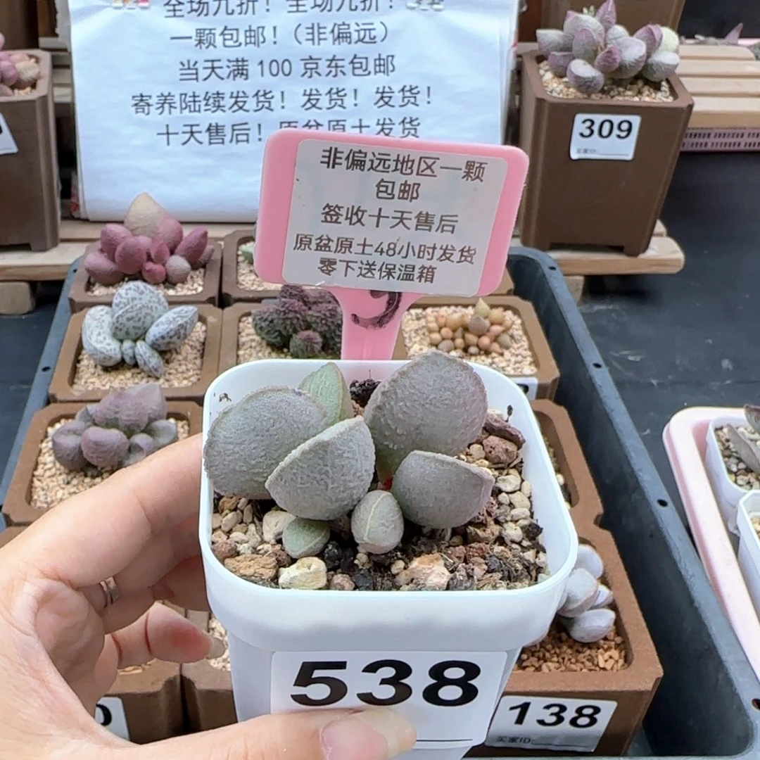 小*点538琉璃多肉植物