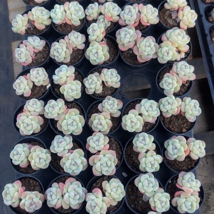 白体奶油冰玉4颗一组