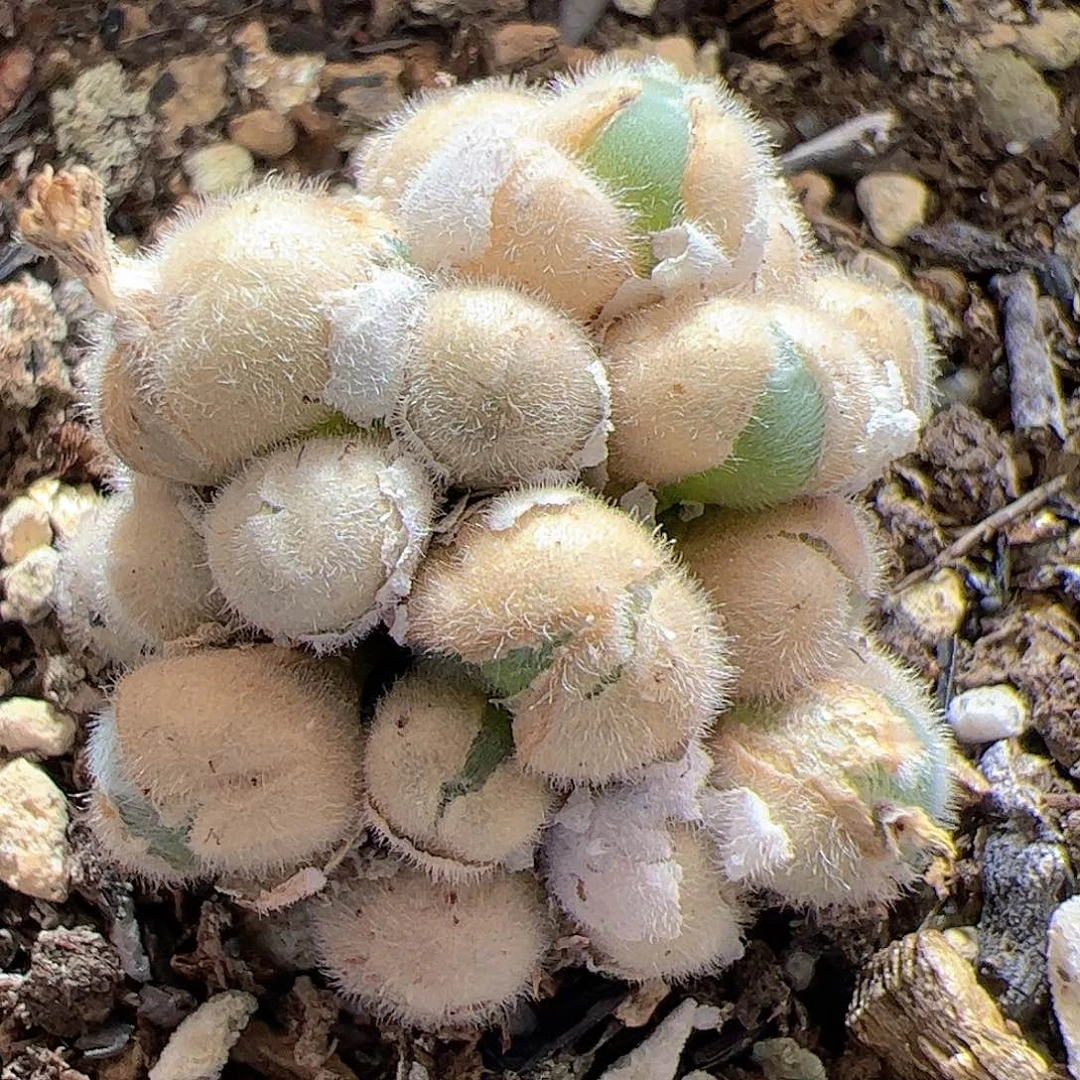 【闪购商品】156 毛球