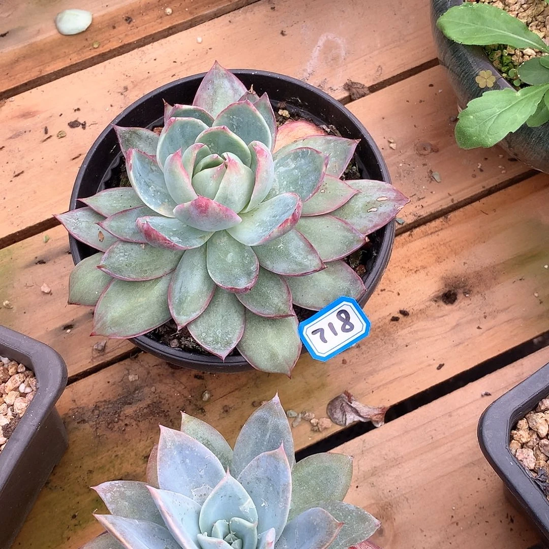 718惊鸿 一物一拍多肉