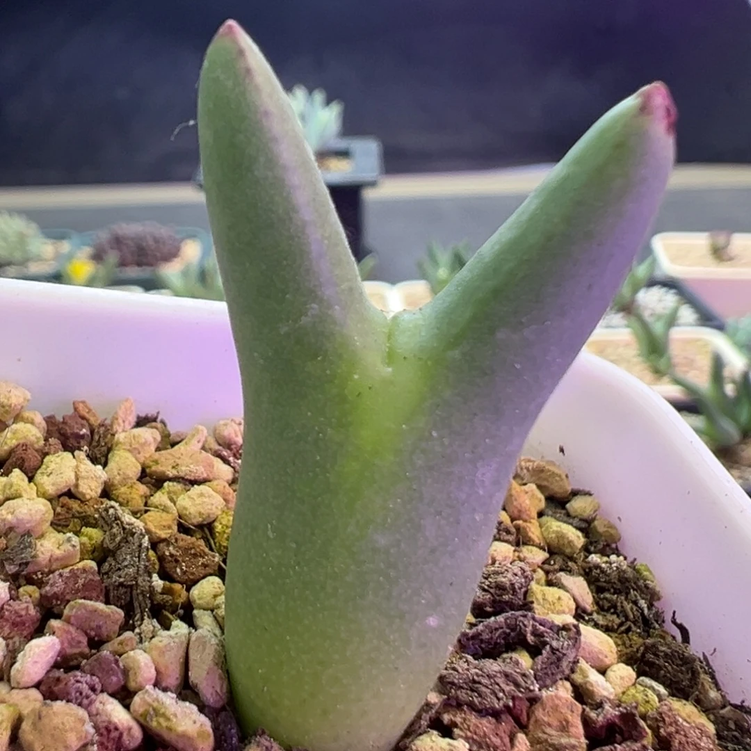 优选皮卡丘 肉锥植物