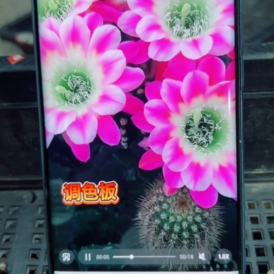 下13丽花调色板歪无根侧芽2一3公分左右20包邮