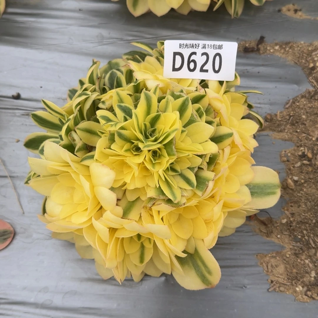 620辛尼亚多肉植物