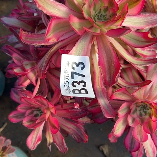 绿*多肉植物一个