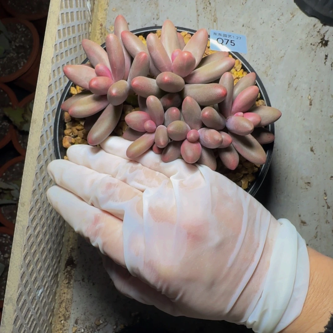 q q q q q q q q q q 75