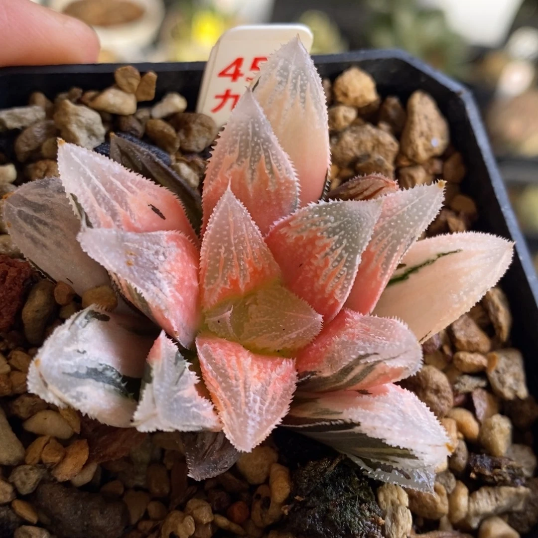 450号糊斑白帝城锦