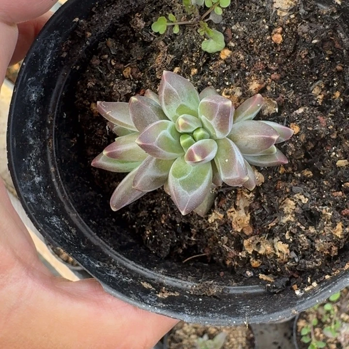 黑珍珠 叶插 一物一拍
