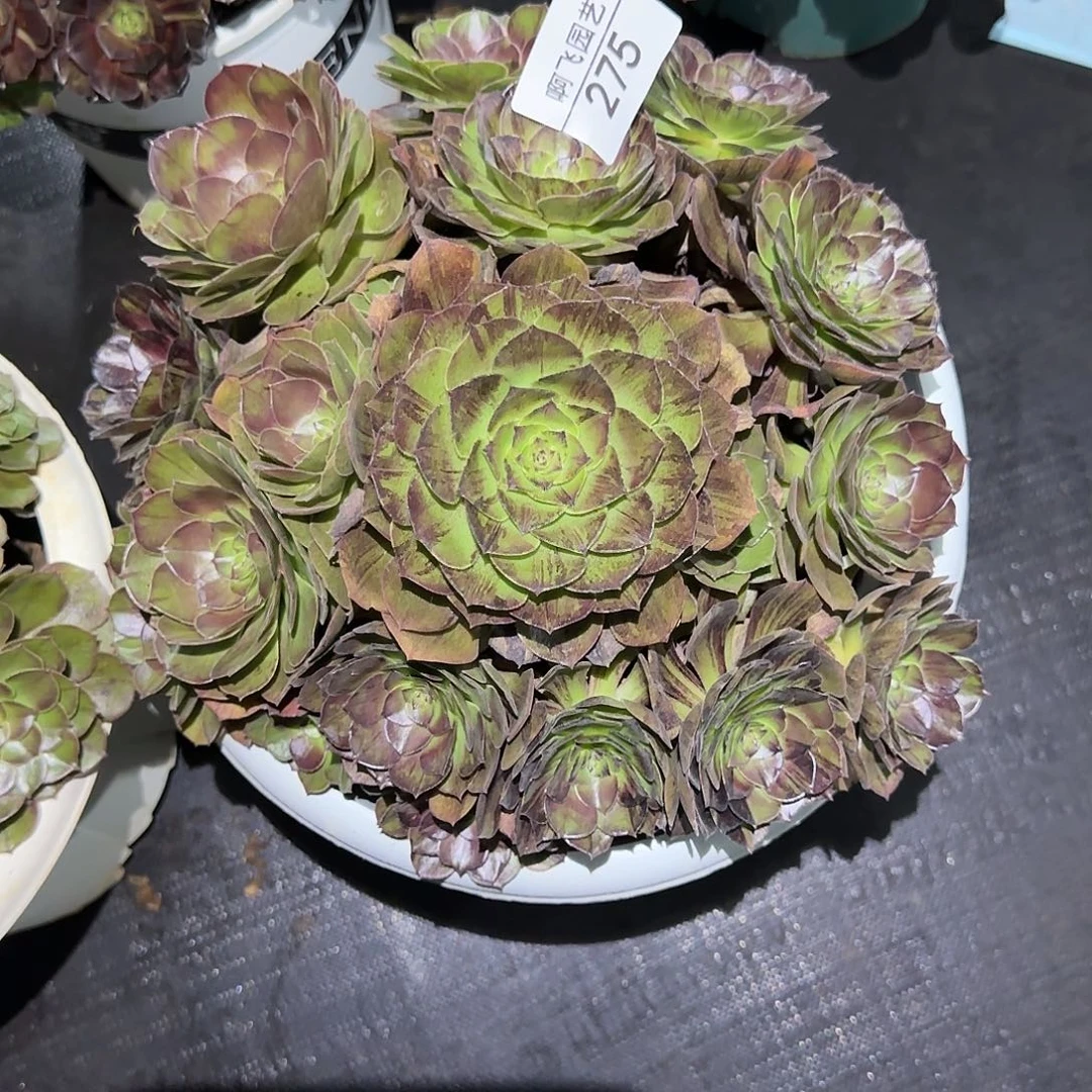 275多肉 墨染福利法师