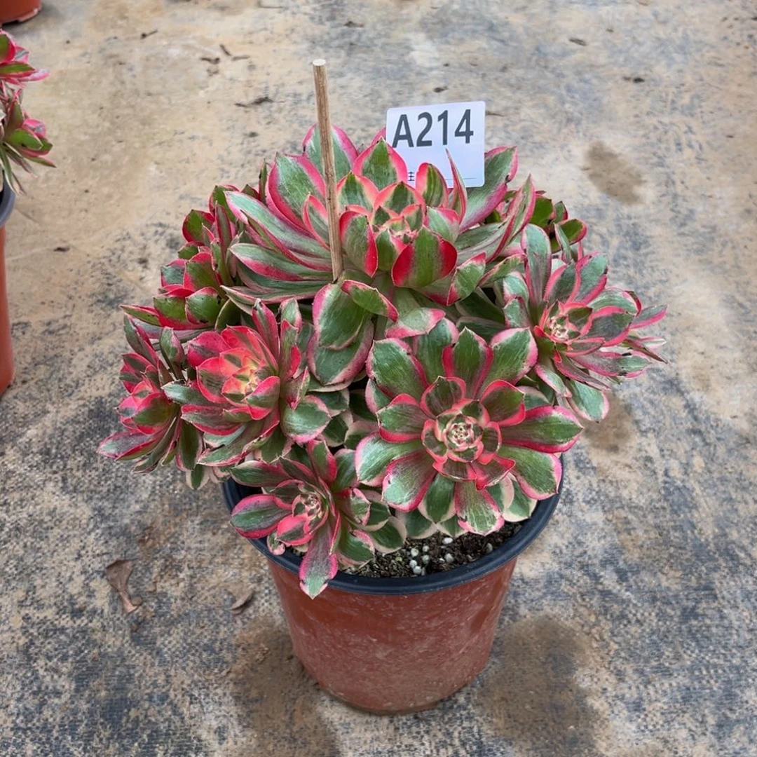 多肉植物云荷214多肉