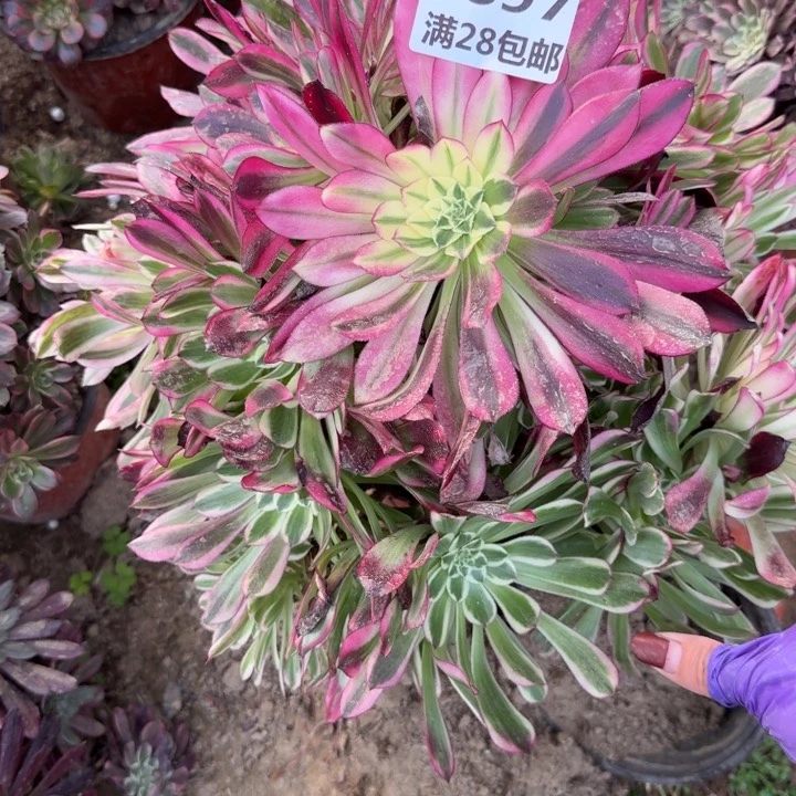 5897一号棚天和多肉A