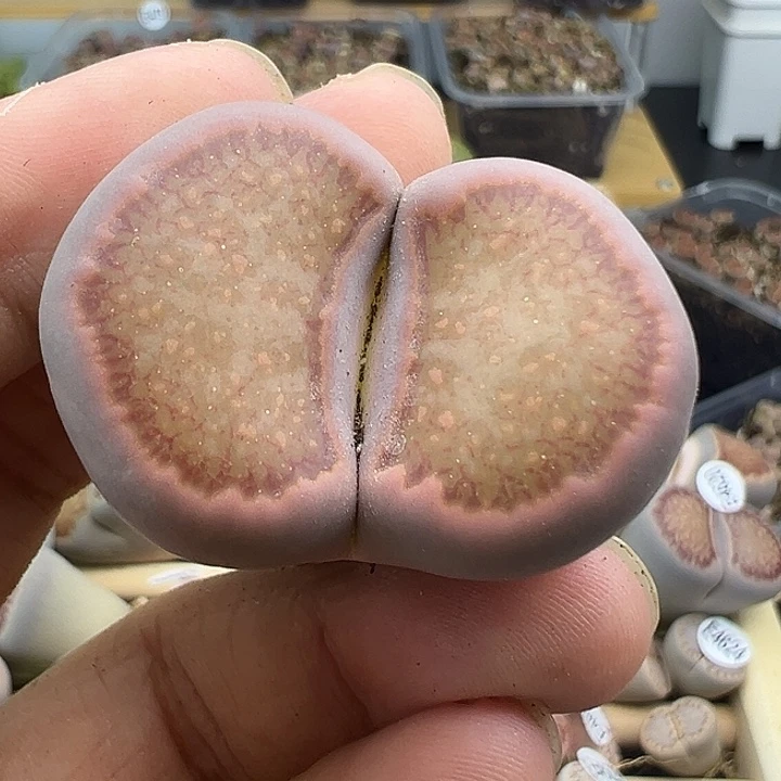 187下播福利大菊111111111