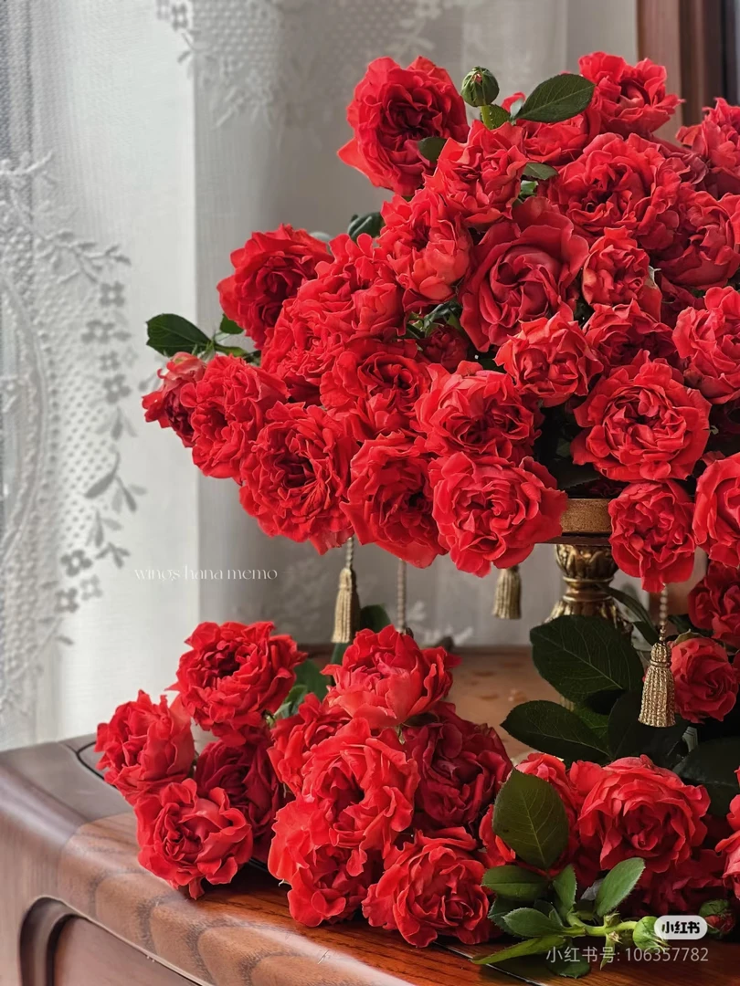 （朱砂海葵）小七月季盆栽2加仑带盆带土独颗