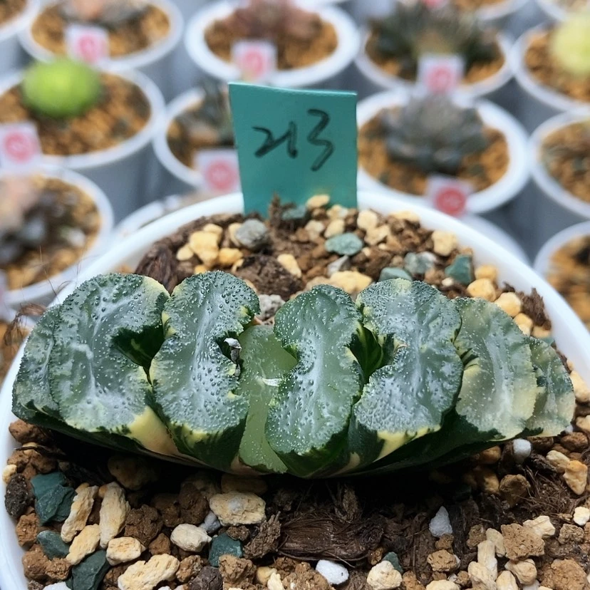 【闪购商品】江**7213广重锦