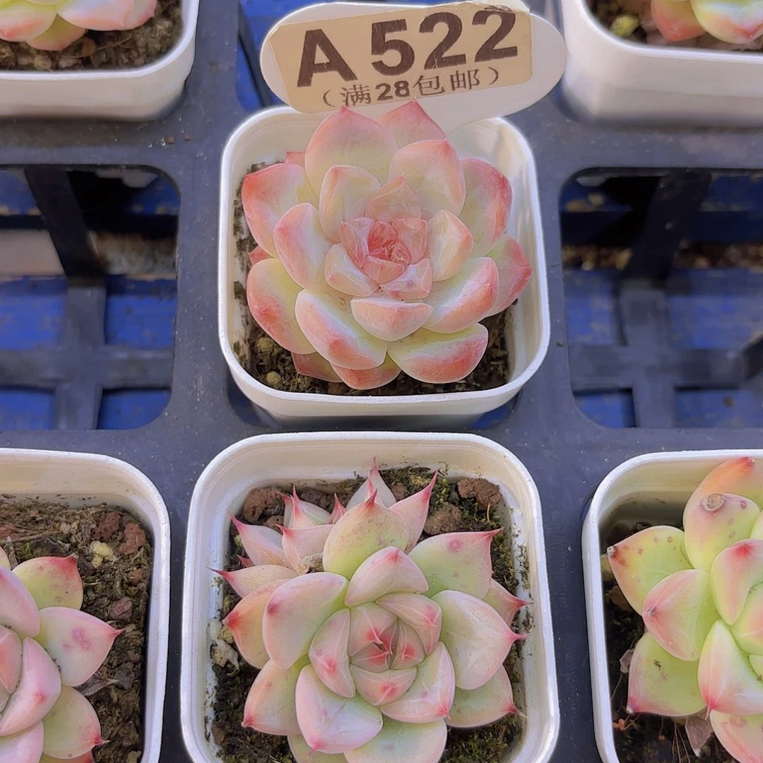 A522粉恋一物一拍